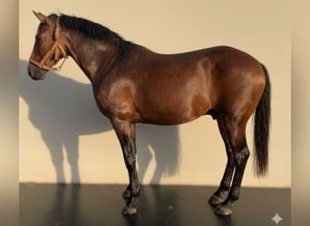 Otras razas Mestizo, Caballo castrado, 8 años, 160 cm, Castaño rojizo