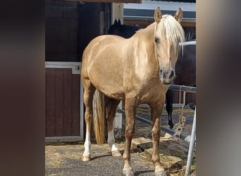 Otras razas Mestizo, Caballo castrado, 8 años, 160 cm, Palomino