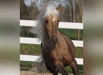 Otras razas Mestizo, Caballo castrado, 8 años, 160 cm, Palomino