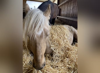 Otras razas Mestizo, Caballo castrado, 8 años, 160 cm, Palomino