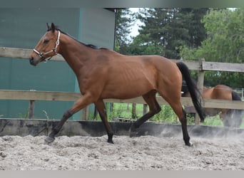 Otras razas, Caballo castrado, 8 años, 162 cm, Castaño