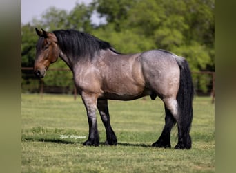 Otras razas, Caballo castrado, 8 años, 163 cm, Castaño-ruano