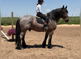Otras razas, Caballo castrado, 8 años, 163 cm, Castaño-ruano