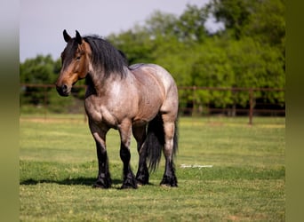 Otras razas, Caballo castrado, 8 años, 163 cm, Castaño-ruano