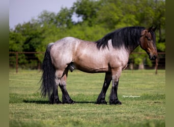 Otras razas, Caballo castrado, 8 años, 163 cm, Castaño-ruano