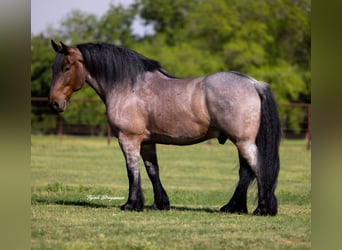 Otras razas, Caballo castrado, 8 años, 163 cm, Castaño-ruano