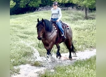 Otras razas, Caballo castrado, 8 años, 163 cm, Castaño-ruano