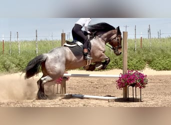Otras razas, Caballo castrado, 8 años, 163 cm, Castaño-ruano