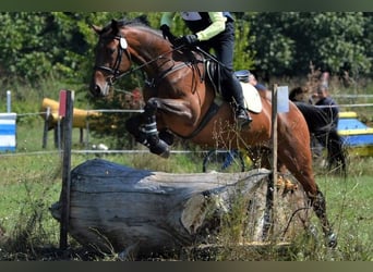 Otras razas, Caballo castrado, 8 años, 165 cm, Castaño