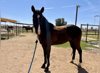 Otras razas Mestizo, Caballo castrado, 8 años, 165 cm, Castaño oscuro