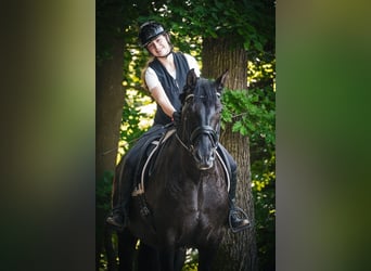 Otras razas, Caballo castrado, 8 años, 165 cm, Negro