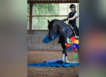 Otras razas, Caballo castrado, 8 años, 165 cm, Negro