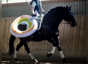 Otras razas, Caballo castrado, 8 años, 165 cm, Negro