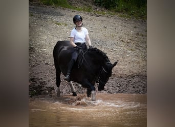 Otras razas, Caballo castrado, 8 años, 165 cm, Negro