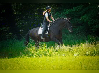 Otras razas, Caballo castrado, 8 años, 165 cm, Negro