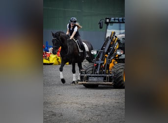 Otras razas, Caballo castrado, 8 años, 165 cm, Negro