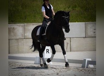 Otras razas, Caballo castrado, 8 años, 165 cm, Negro