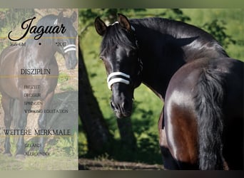 Otras razas, Caballo castrado, 8 años, 165 cm, Negro