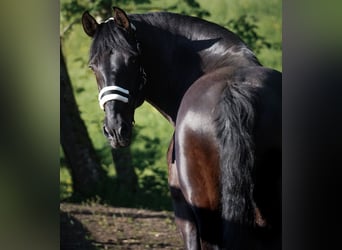 Otras razas, Caballo castrado, 8 años, 165 cm, Negro