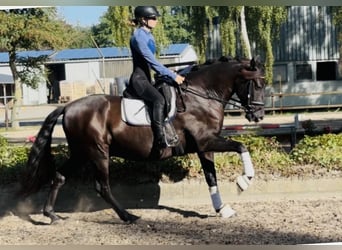 Otras razas, Caballo castrado, 8 años, 167 cm, Negro