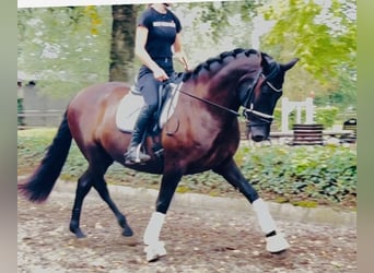 Otras razas, Caballo castrado, 8 años, 167 cm, Negro