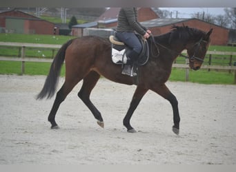 Otras razas, Caballo castrado, 8 años, 170 cm, Castaño