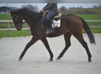 Otras razas, Caballo castrado, 8 años, 170 cm, Castaño