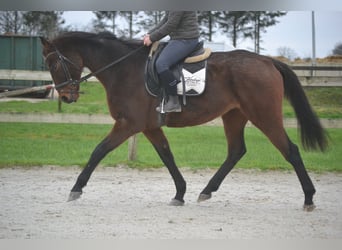 Otras razas, Caballo castrado, 8 años, 170 cm, Castaño