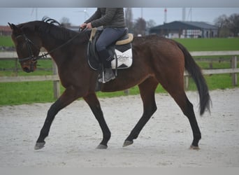 Otras razas, Caballo castrado, 8 años, 170 cm, Castaño