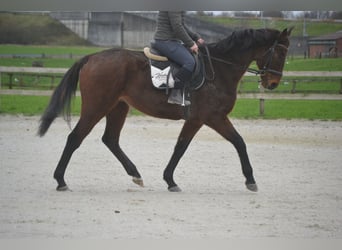 Otras razas, Caballo castrado, 8 años, 170 cm, Castaño