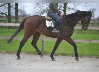 Otras razas, Caballo castrado, 8 años, 170 cm, Castaño