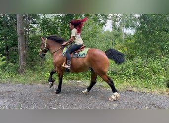 Otras razas, Caballo castrado, 8 años, 177 cm, Castaño