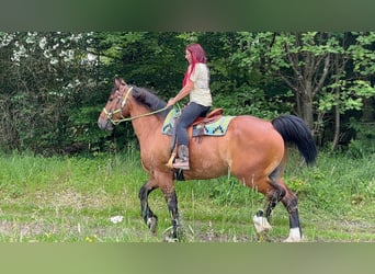 Otras razas, Caballo castrado, 8 años, 177 cm, Castaño