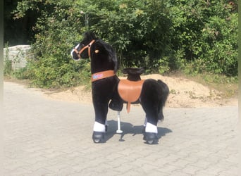 Otras razas, Caballo castrado, 8 años, 70 cm, Negro