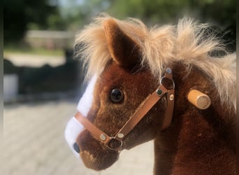 Otras razas, Caballo castrado, 8 años, 70 cm, Negro