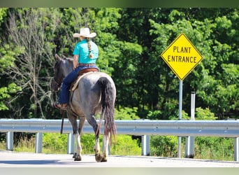 Otras razas, Caballo castrado, 8 años, Ruano azulado
