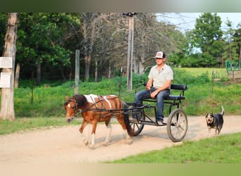 Otras razas, Caballo castrado, 8 años, Tobiano-todas las-capas