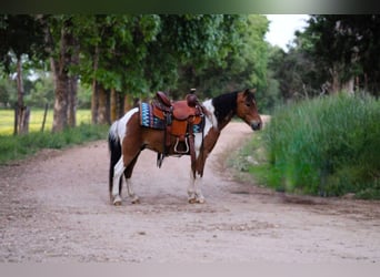 Otras razas, Caballo castrado, 8 años, Tobiano-todas las-capas