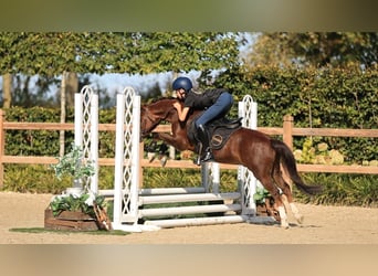 Otras razas, Caballo castrado, 9 años, 124 cm