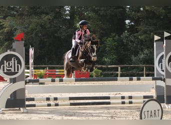 Otras razas, Caballo castrado, 9 años, 130 cm, Negro