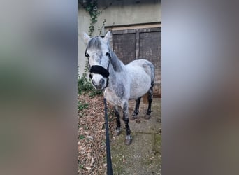 Otras razas, Caballo castrado, 9 años, 142 cm, Tordo rodado