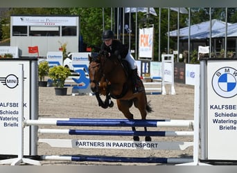 Otras razas, Caballo castrado, 9 años, 143 cm