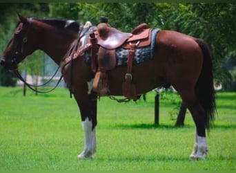 Otras razas, Caballo castrado, 9 años, 143 cm, Pío