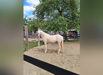 Otras razas Mestizo, Caballo castrado, 9 años, 144 cm, Cremello