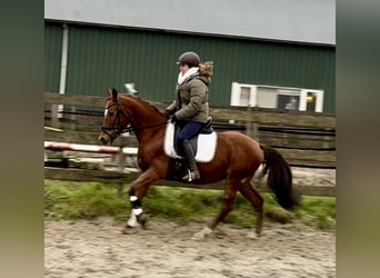 Otras razas, Caballo castrado, 9 años, 147 cm, Alazán