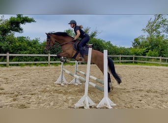 Otras razas Mestizo, Caballo castrado, 9 años, 148 cm, Castaño rojizo