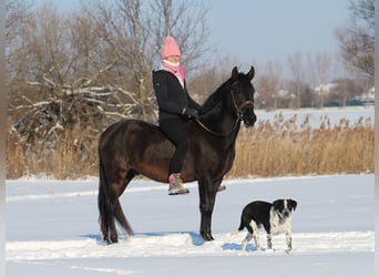 Otras razas Mestizo, Caballo castrado, 9 años, 150 cm, Negro