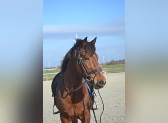 Otras razas, Caballo castrado, 9 años, 151 cm, Castaño