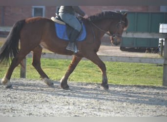 Otras razas, Caballo castrado, 9 años, 151 cm, Castaño