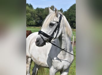 Otras razas, Caballo castrado, 9 años, 151 cm, Tordo